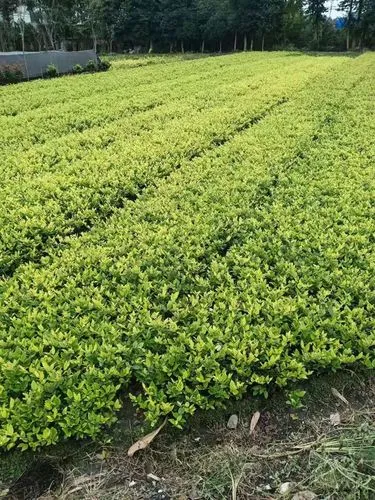kaiyun电竞官方网站入口：游戏原画设计师的任职要求